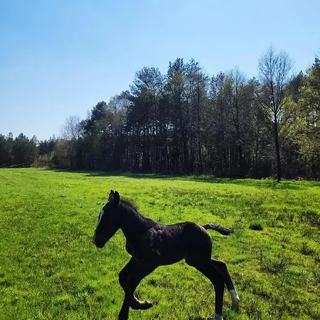 Zacisze Odpocznij Wsrod Natury W Wielkopolsce בית נופש Jozefow (Pleszew County)