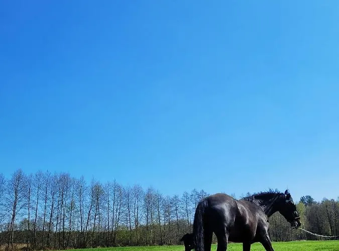 Zacisze Odpocznij Wśród Natury W Wielkopolsce Jozefow (Pleszew County)