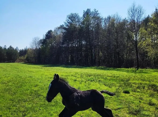 Zacisze Odpocznij Wsrod Natury W Wielkopolsce Vakantiehuis Jozefow (Pleszew County)
