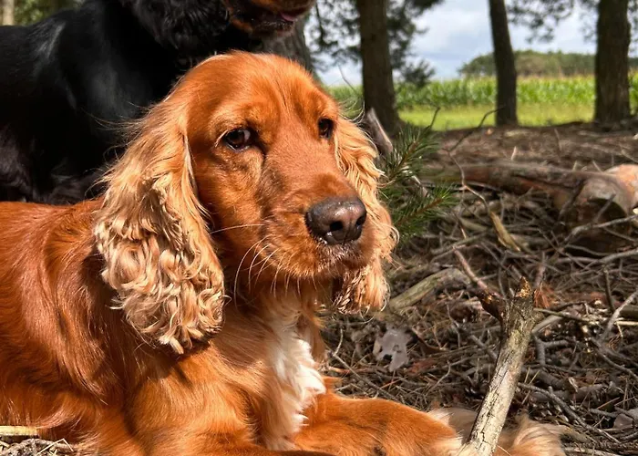 Zacisze Odpocznij Wśród Natury W Wielkopolsce